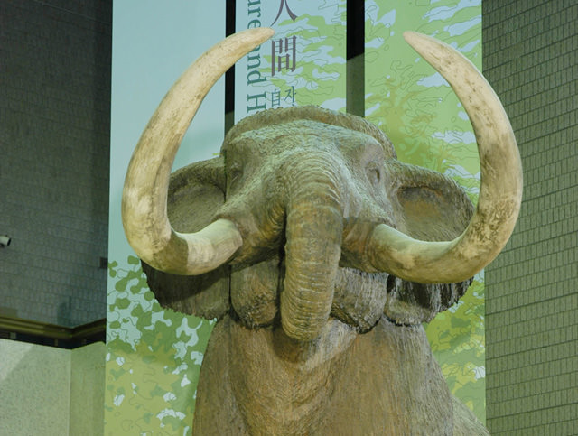 Osaka Museum of Natural History