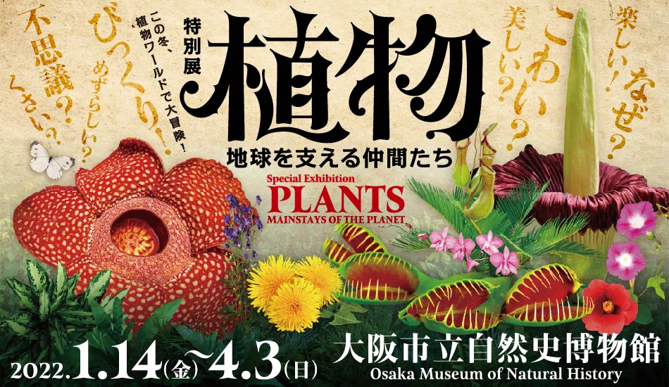 大阪市立自然史博物館,自然史博物館,大阪,長居,植物地球を支える仲間たち