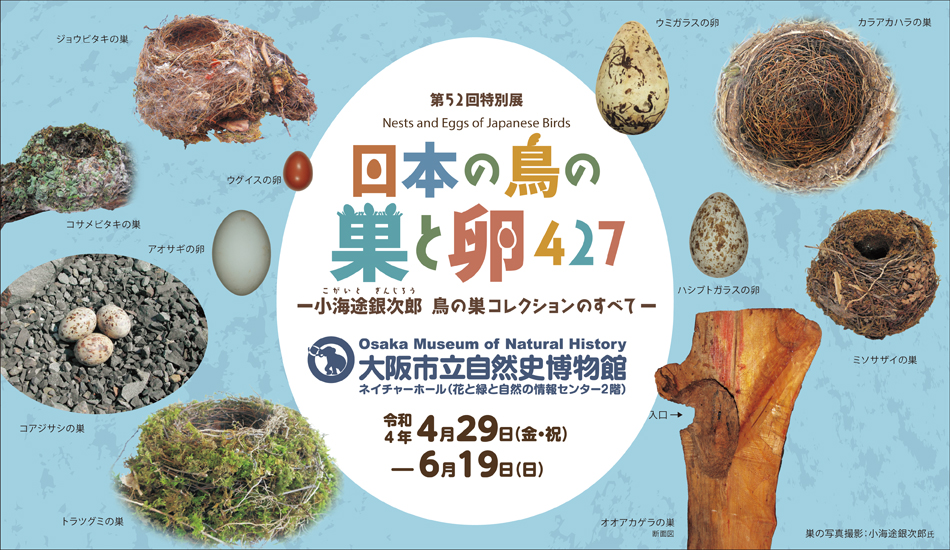 大阪市立自然史博物館、自然史博物館、自然史、卵、たまご、巣、日本の鳥